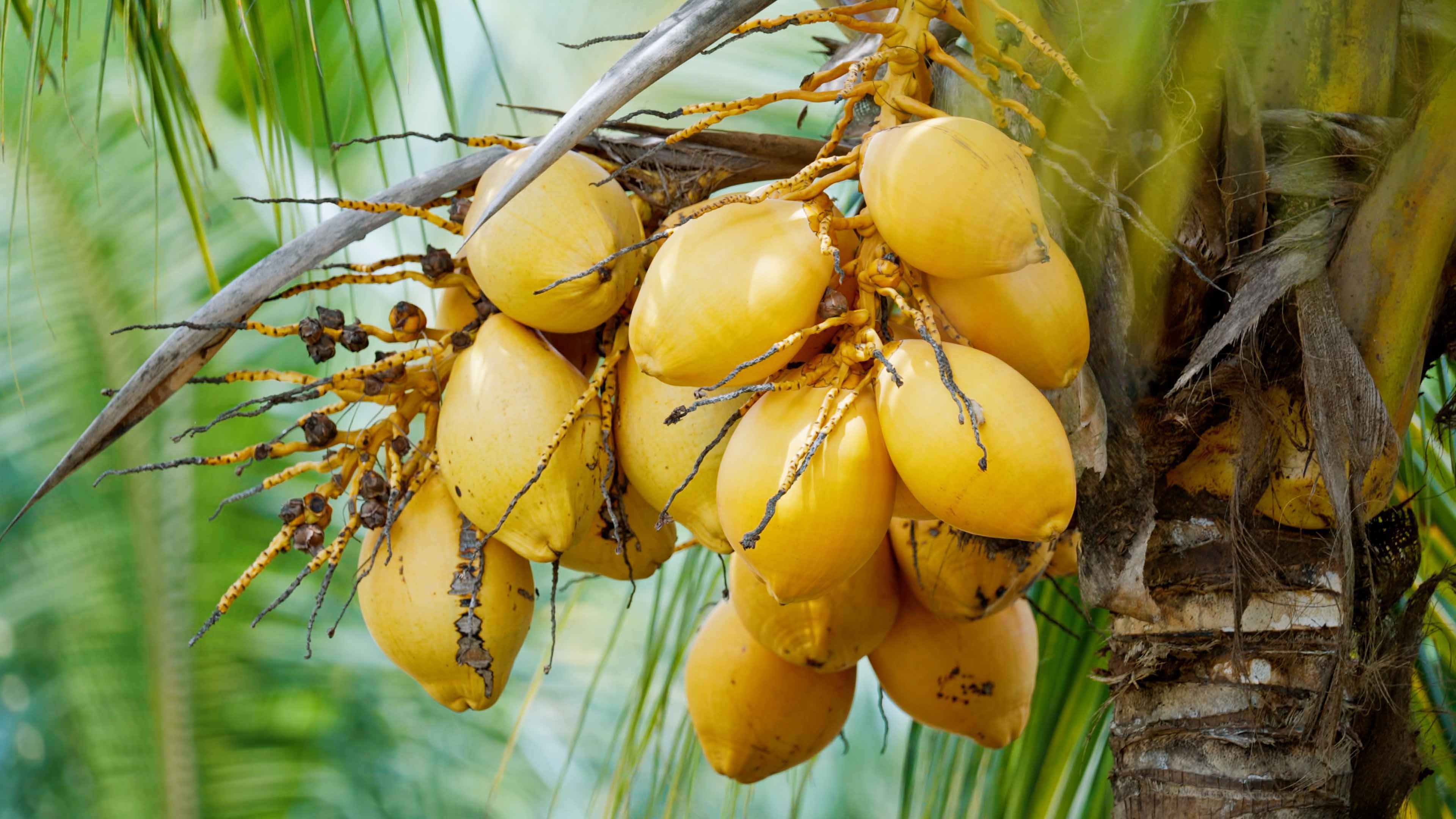 热带农业产品 · 热带水果