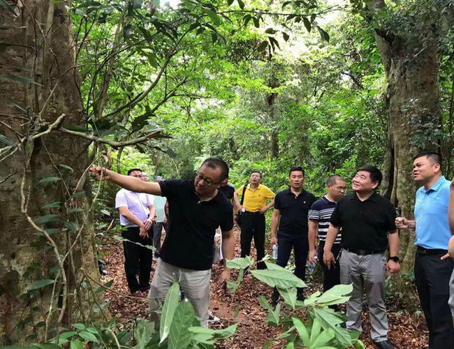 海南橡胶总裁李超陪同绿野集团一行到西联调研(图1)