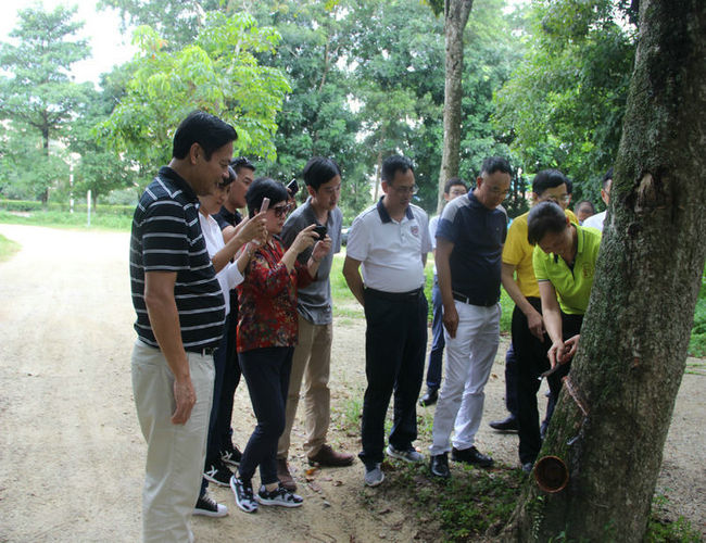 海南橡胶总裁李超陪同绿野集团一行到西联调研(图5)