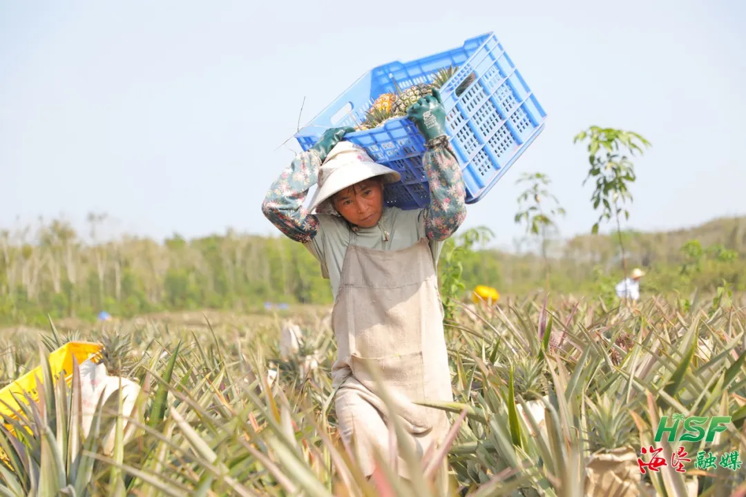 不只橡胶绿，更有凤梨甜